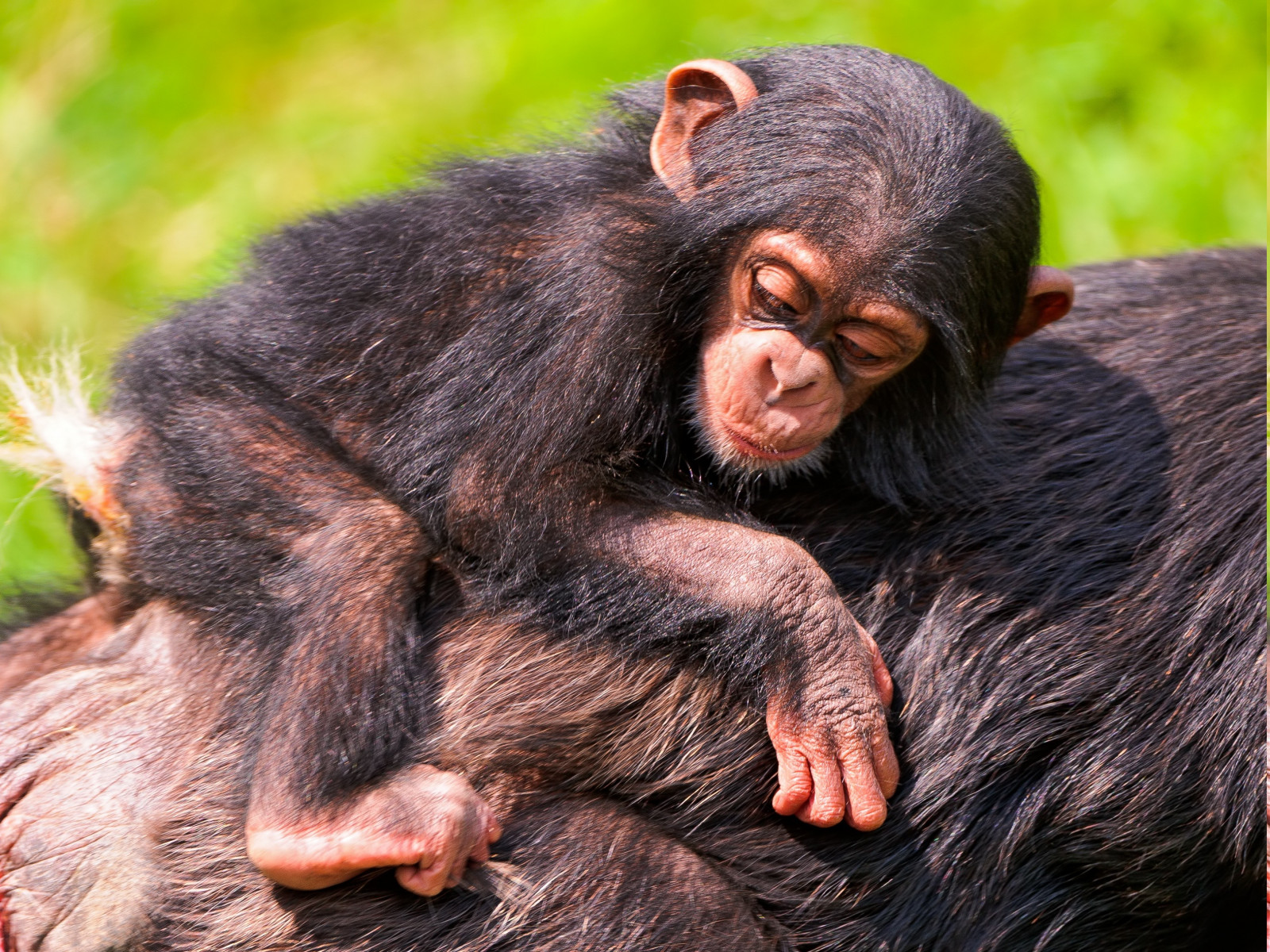 dyr, dyreliv, makak, fauna, pattedyr, hvirveldyr, vestlige gorilla, stor abe, primat, chimpanse, chimpanse, ny verden abe, 3160x2370 px