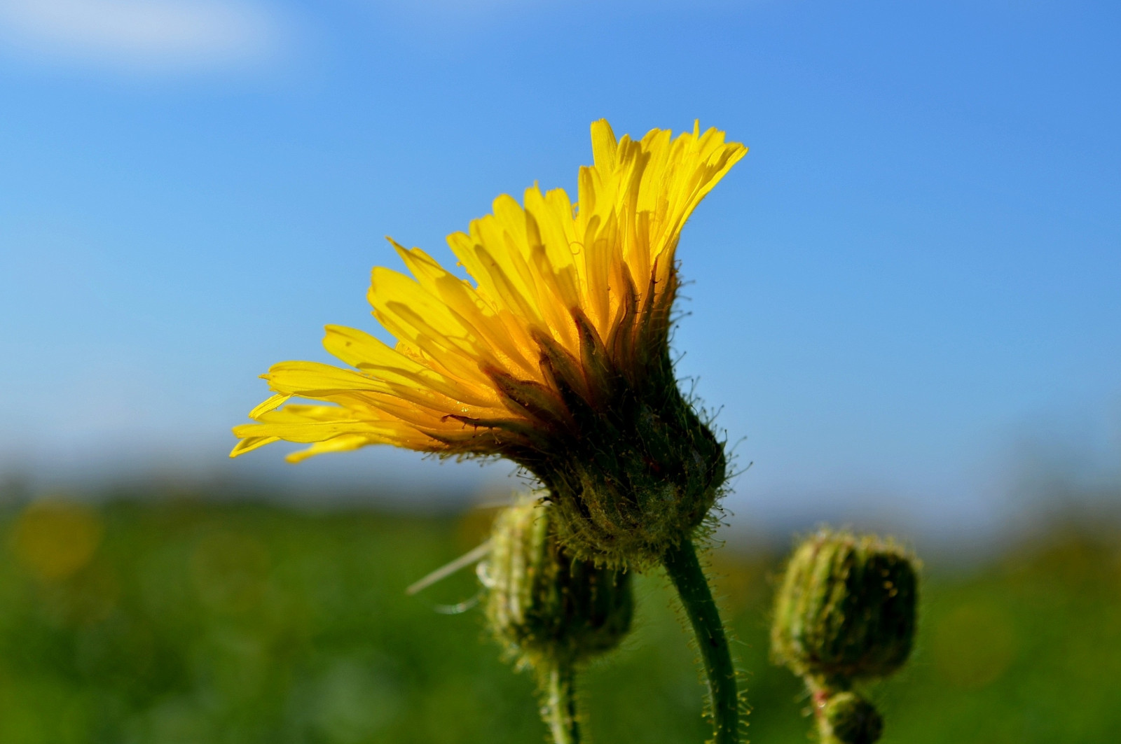 แสงแดด, ดอกไม้, ท้องฟ้า, ฟิลด์, ใกล้ชิด, แมโคร, แมลง, สีเขียว, สีเหลือง, กล้อง, สีน้ำเงิน, ดวงอาทิตย์, กลีบดอก, Nikon, ซันนี่, ดอกแดนดิไลอัน, ฤดูใบไม้ผลิ, ข้อผิดพลาด, บิน, หัว, คม, ความคมชัด, ผึ้ง, โฟกัส, เบา, เมฆ, ดอกไม้, ลำต้น, ปลูก, กะพริบตา, ดอกทานตะวัน, พื้นหลัง, ตัวต่อ, พืช, สี, เบลอ, ตา, รายละเอียด, สี, ดิจิตอล, กลีบดอก, ทุ่งหญ้า, mygearandmepremium, 1001 คืน, d5100, Slr, ดอกไม้ป่า, ทุ่งหญ้า, พืช, คืน, ใกล้ชิด, การถ่ายภาพมาโคร, ต้นกำเนิด, ครอบครัวเดซี่, อีโครีเจียน, 1001, เมล็ดทานตะวัน, เพาะปลูก, flatweed, หว่านพืชชนิดหนึ่ง, golden samphire
