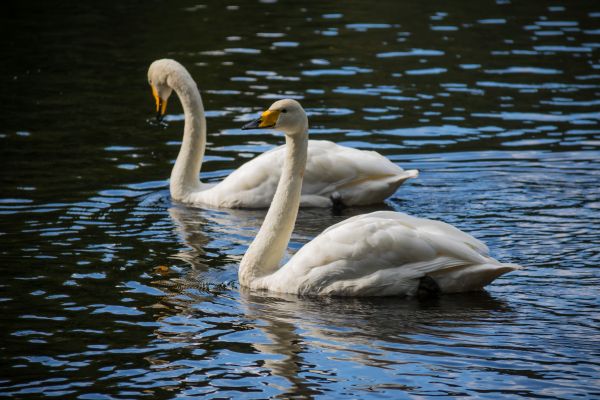 water, nature, reflection, wildlife, swan, beak