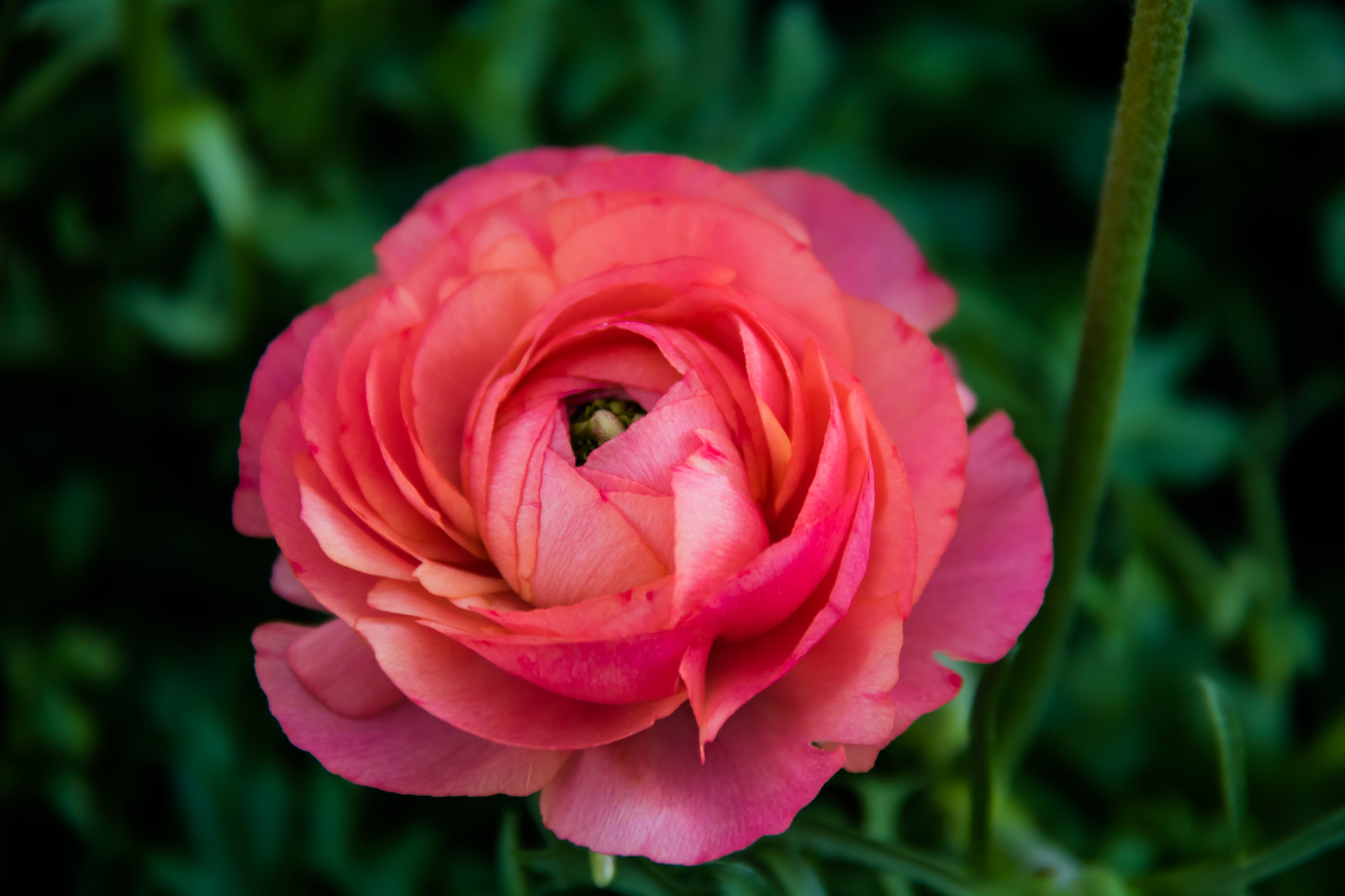 Červené, růže, růžový, květ, rostlina, flóra, Blomma, ranunkel, okvětní lístek, Vellinge, vellingeblomman, suchozemská rostlina, kvetoucí rostlina, makro fotografie, závod stonek, zahradní růže, růže rodina, floribunda, rosa centifolia