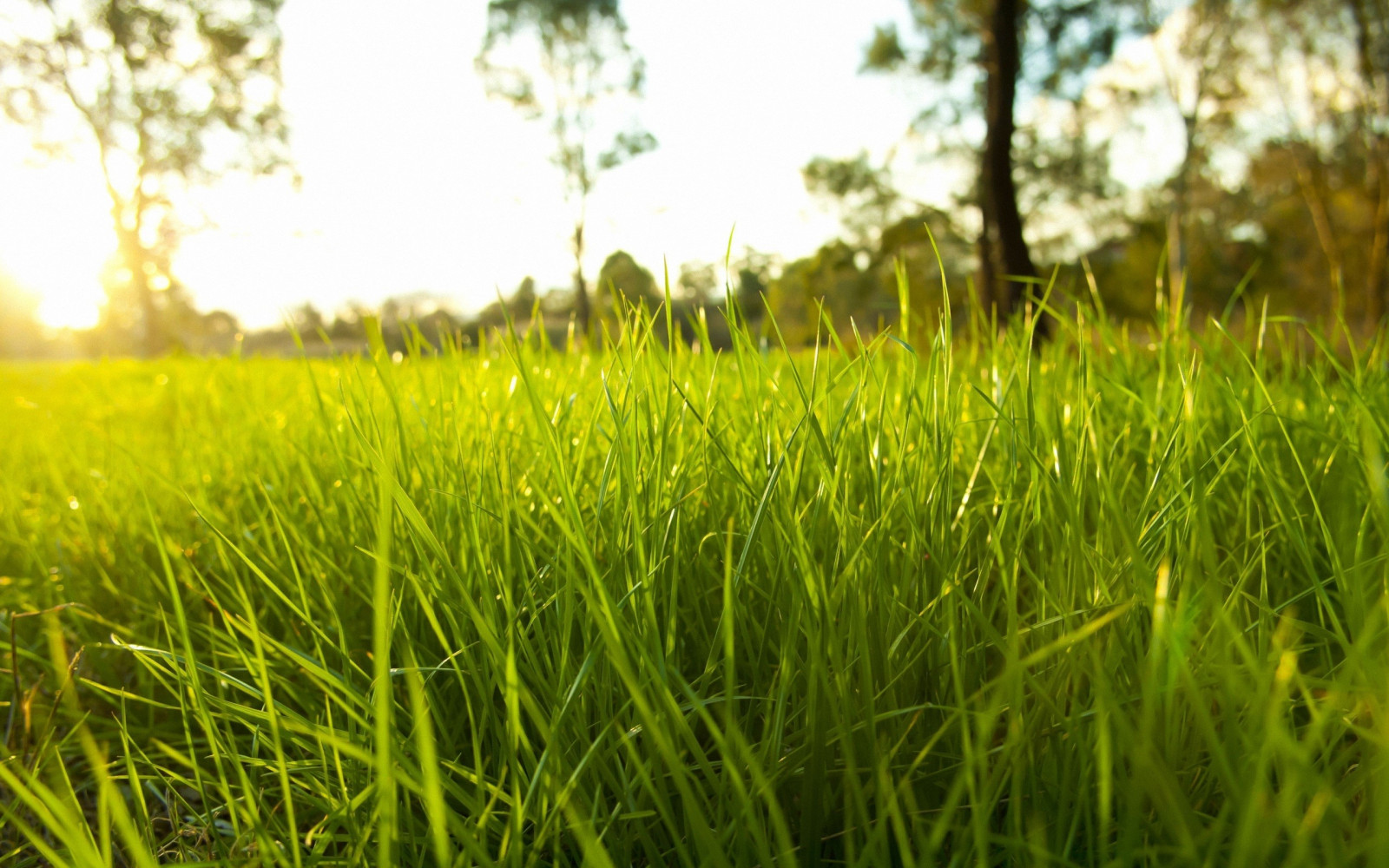 Ánh sáng mặt trời, Độ sâu trường, thiên nhiên, cỏ, cây, cánh đồng, Vĩ mô, màu xanh lá, hoa, Đồng cỏ, thực vật, Đồng cỏ, Nông nghiệp, đồng cỏ, Bãi cỏ, Đồng cỏ, Đất, môi trường sống, môi trường tự nhiên, Gia đình cỏ, ruộng lúa