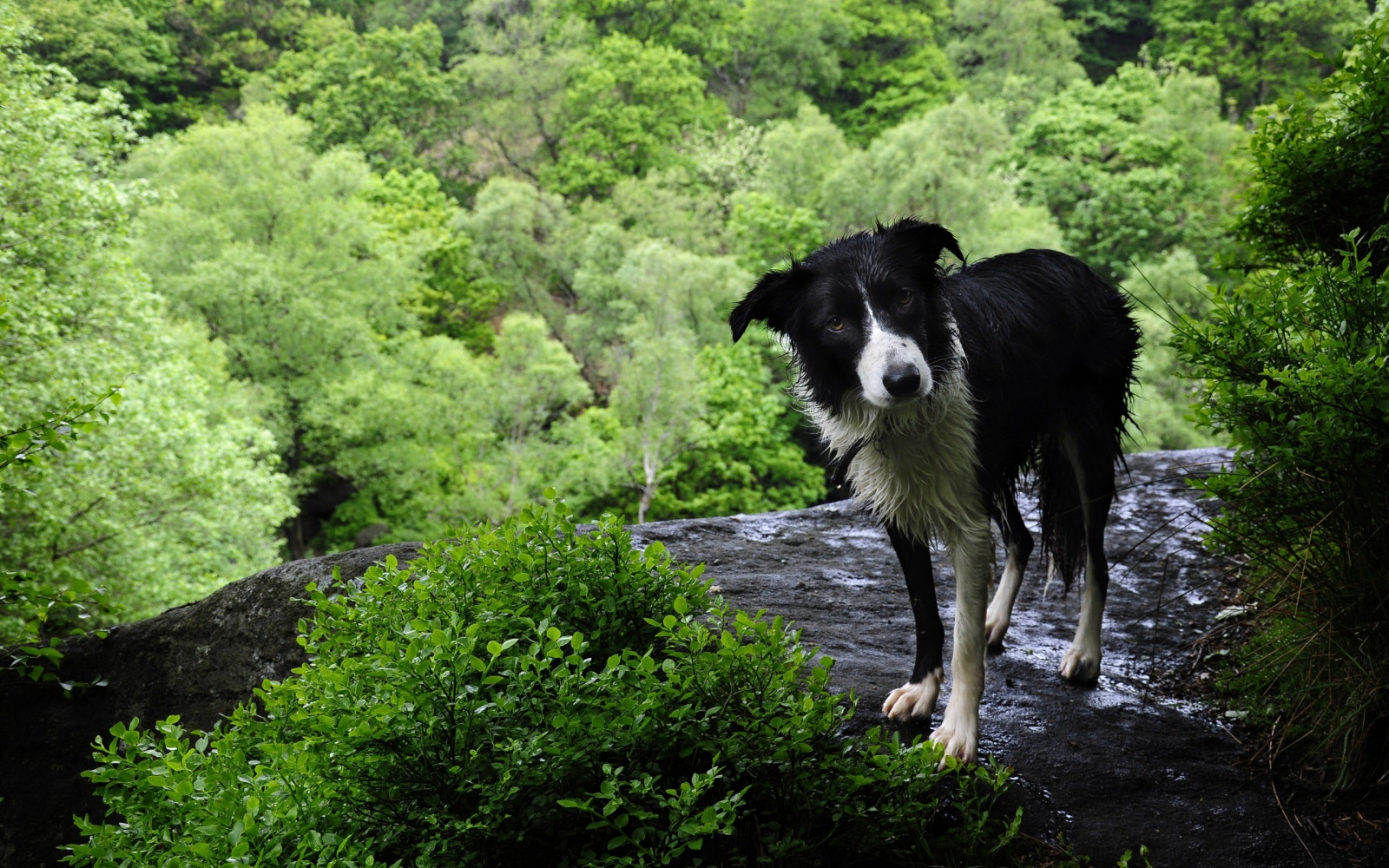 Wallpaper forest, grass, green, wildlife, wet, wilderness, tree