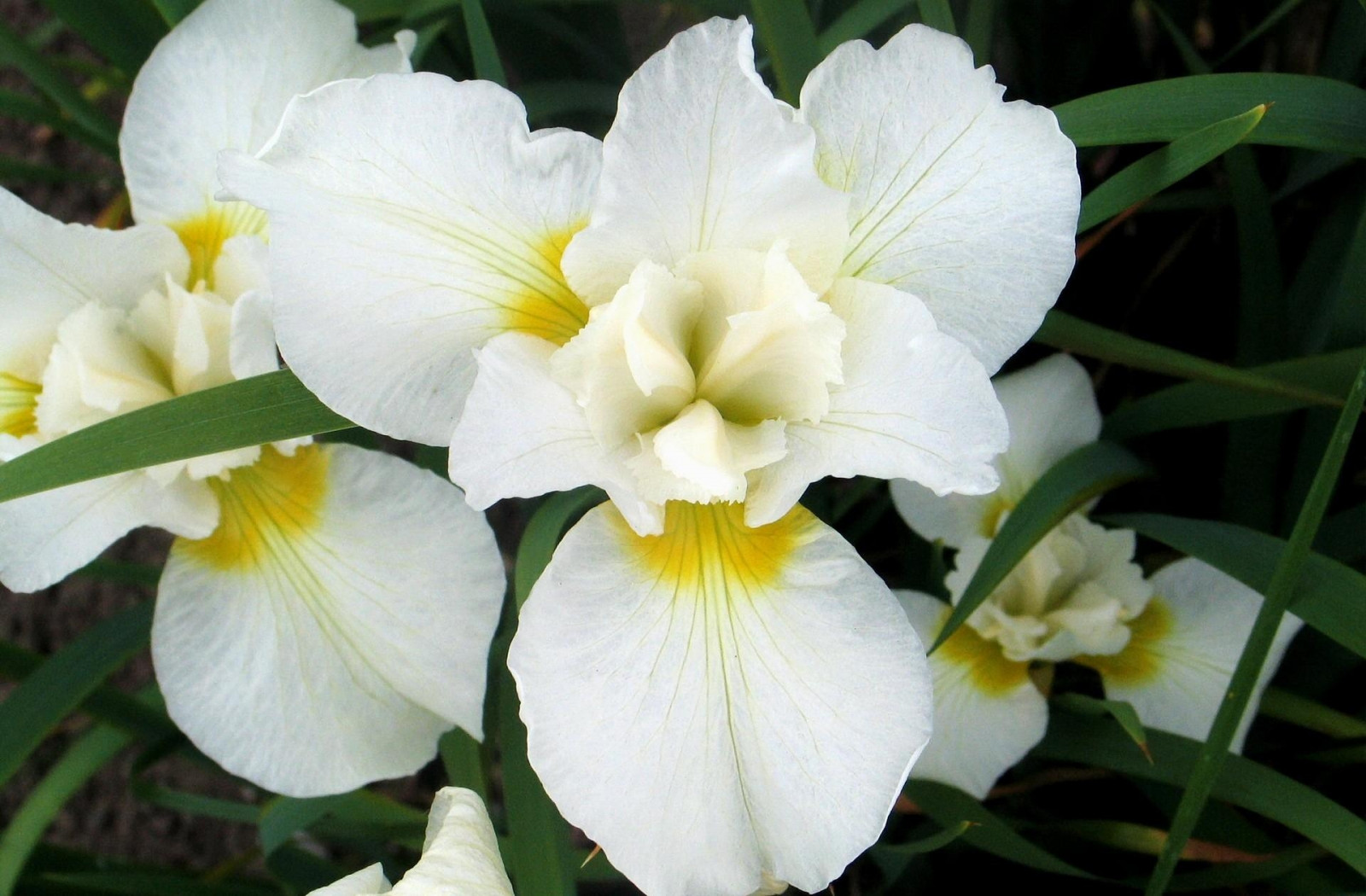 bianca, fiori, orchidee, Cattleya, foglia, fiore, pianta, orchidea, flora, petalo, letto di fiori, botanica, impianto di terra, pianta fiorita, natale orchidea, Cattleya labiata