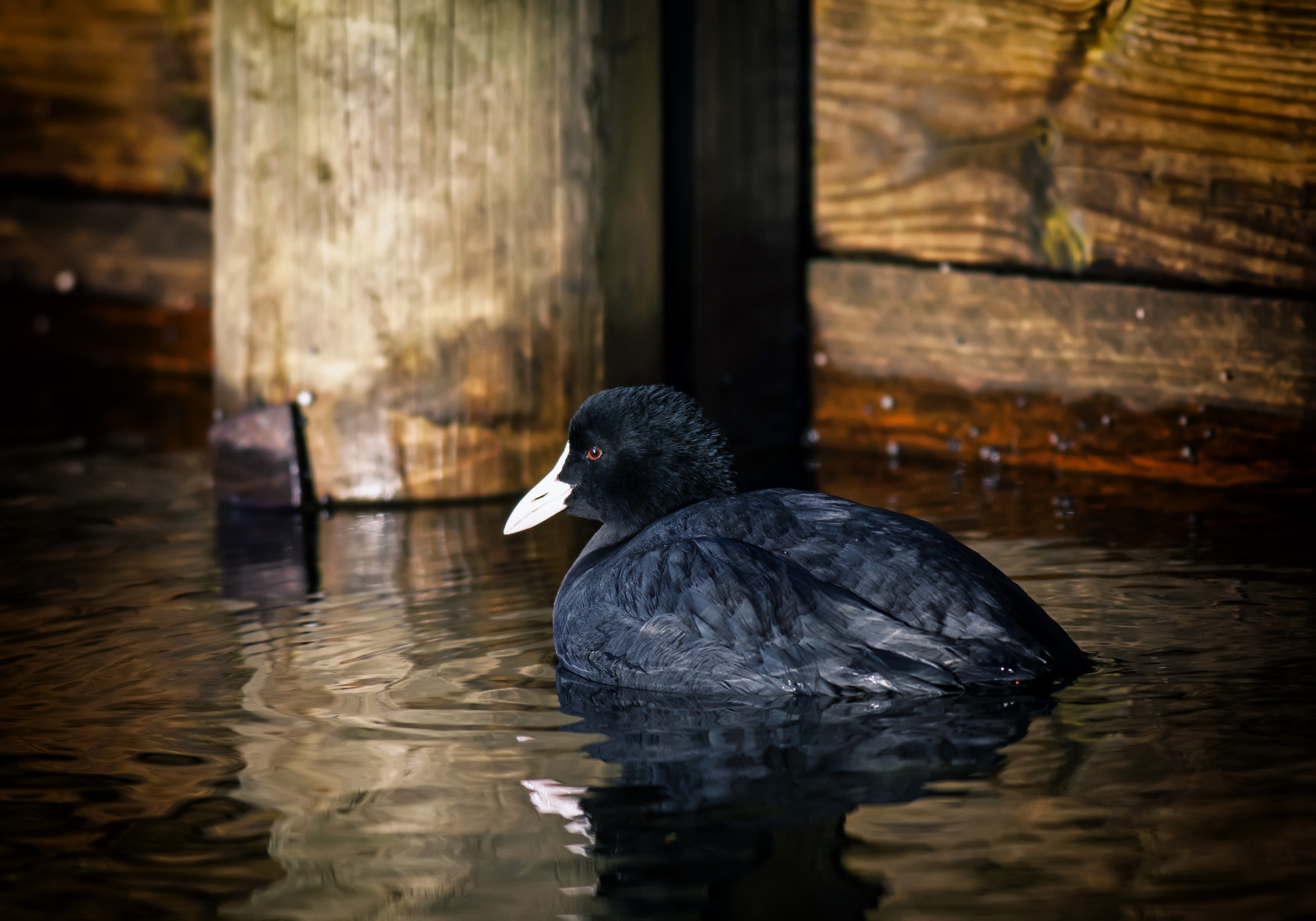 vand, natur, afspejling, morgen, dyreliv, Canon, and, næb, fugl, dOF, danmark, blishøne, mørke, fauna, vandfugle, vand fugl, ducks gæs og svaner, canon5dmarkll, Vand, nordjylland, elementsorganizer11, Mariagerfjord, Stinesminde, stinesmindehavn, Blish ne, canonef400f56l