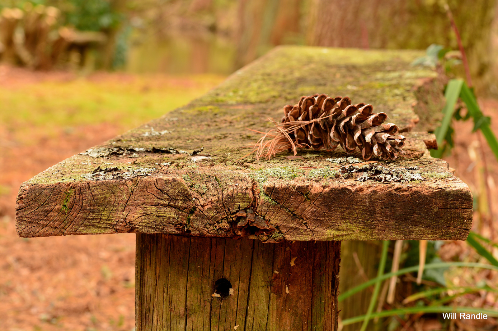 les, pařez, Příroda, zima, dřevo, houba, Anglie, lavice, Volně žijících živočichů, Nikon, 2015, jaro, Spojené království, houba, strom, hloubka pole, podzim, dof, D7100, fauna, zálesí, místo výskytu, přírodní prostředí, dřevina, kufr, penny bun, Worcestershire, borová šiška, bodenhamarboretum, sigma105mmf28exdgoshsm