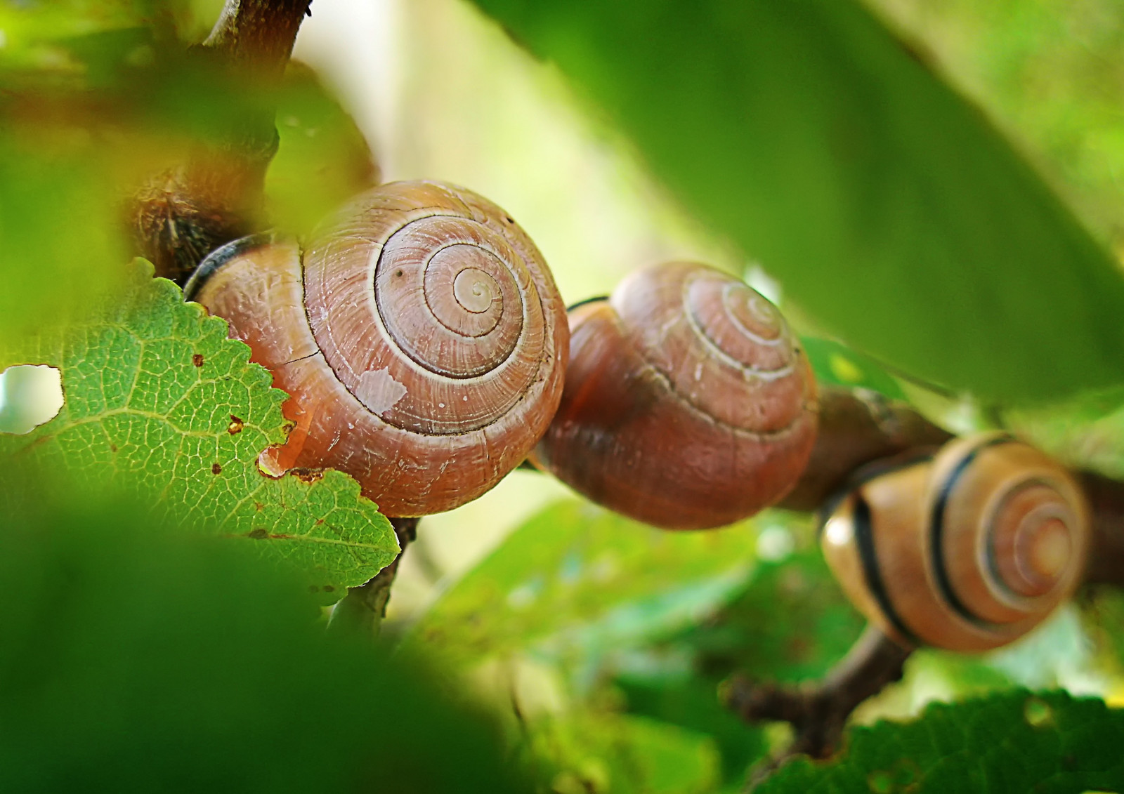 animali, profondità di campo, natura, fotografia, macro, verde, estate, lumaca, foglia, fauna, escargot, produrre, avvicinamento, fotografia macro, staminali vegetali, invertebrato, chiocciole e lumache, molluschi
