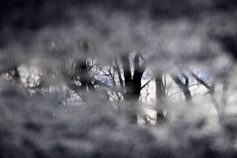 träd,träd,reflexion,pöl,vinter-,vår