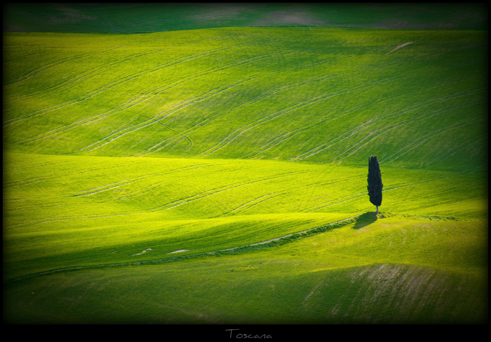 slunečnímu záření, Itálie, Příroda, odraz, tráva, nebe, zelená, žlutý, ráno, textura, jaro, Toskánsko, světlo, barva, strom, list, květ, lučina, rostlina, elitegalleryaoi, louka, theunforgettablepictures, bestcapturesaoi, platinumphoto, artofimages, vanagram, masterclasselite, vob, počítač tapeta, makro fotografie, tráva rodina, toskana2010