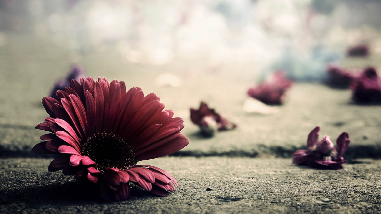 rojo, fotografía, púrpura, Mañana, Pétalos, flor, rosado, emoción, primavera, brillante, color, hoja, flor, planta, belleza, flora, pétalo, planta floreciendo, de cerca, Fotografía macro, Familia de la margarita