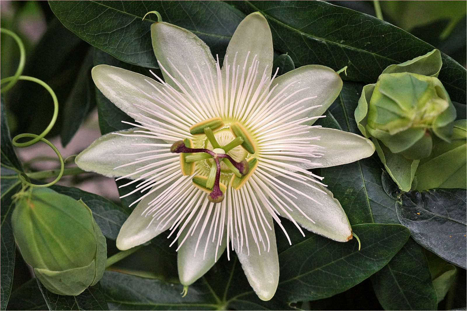 makro, Sony, tropický, Nizozemí, informace, holandský, Holandsko, podrobnosti, květ, rostlina, flóra, květ, alfa, nederland, platinumheartaward, A77, blume, info, slt, flor, bloem, kvetoucí rostlina, a77v, sonyalpha77, Slta77v, macrophoto, tropisch, martienuiterweerd, fotomartien, zeměpisných souřadnicích, Passionsblume, popis, vysvětlení, Passiflore, Veluwe, dokumentace, Geotagging, Passiflora, Maracuja, Martienarnhem, Minoltamacro100mm28mm, Geotaggedwithgps, Ocoee, Passionfruitflower, Maypop, Passiebloem, Harskamp, Passionvine, Dokumentatie, Informace, Toelichting, Zorgboerderij, Wildapricot, Beschrijving, Zorginstelling, Passiflorahoeve, Rodina vášnivých květů, mučenka, purple passionflower