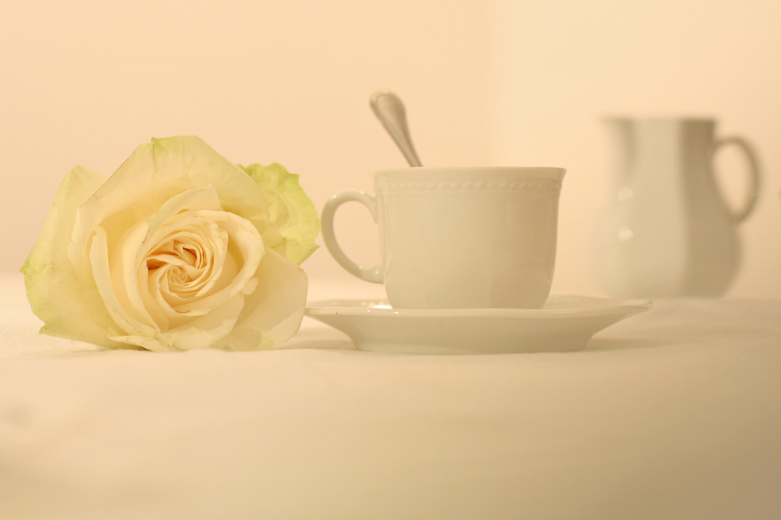 bianca, giallo, Canone, tazza, Livorno, 2009, fiore, petalo, rosa, 1000D, still life, tazza di caffè, ceramica, febbraio, Gigilivorno, febbraio2009, tazza, paololivorno