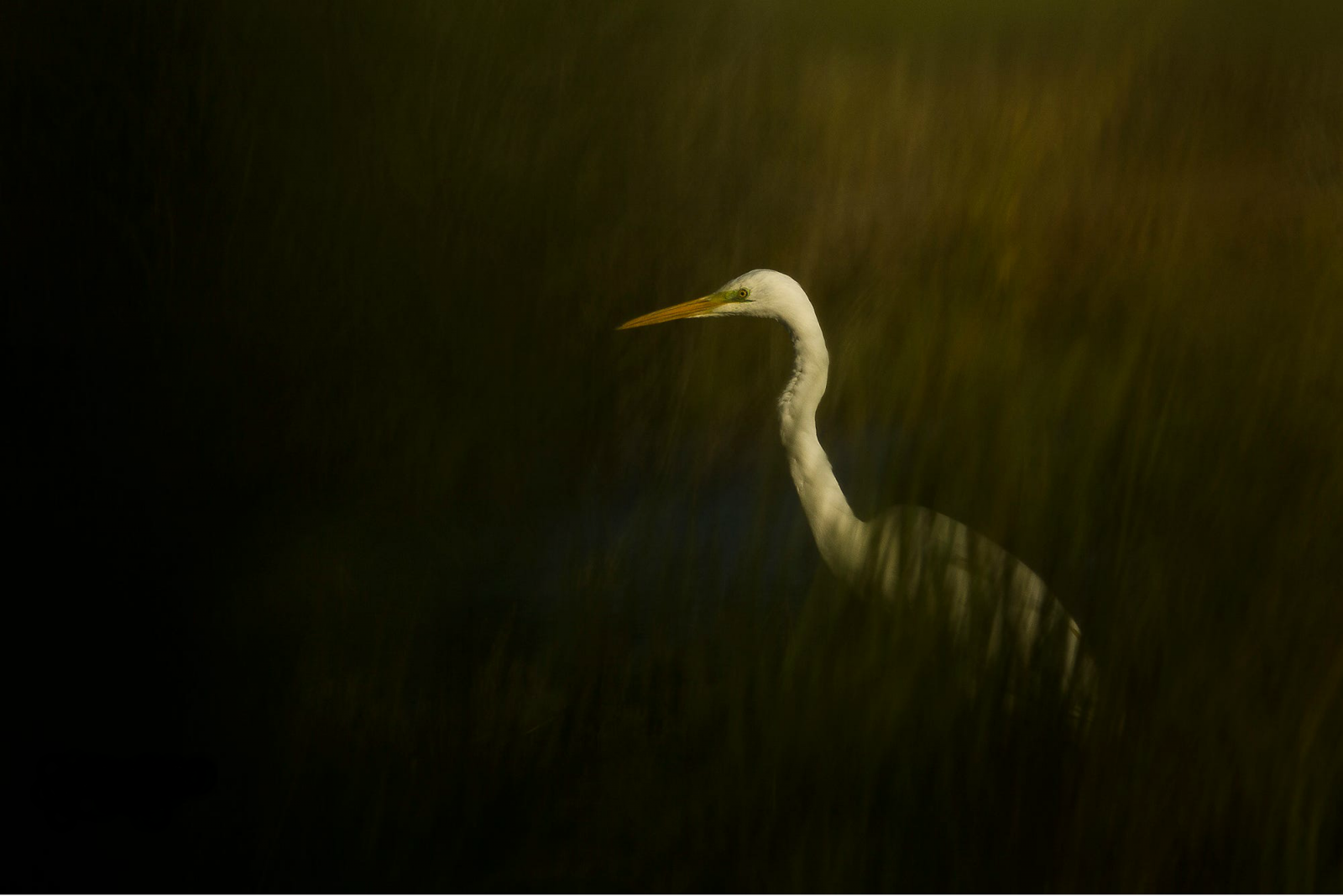 Wallpaper : nature, water, white, birds, animals 2000x1334 - bacharinyo