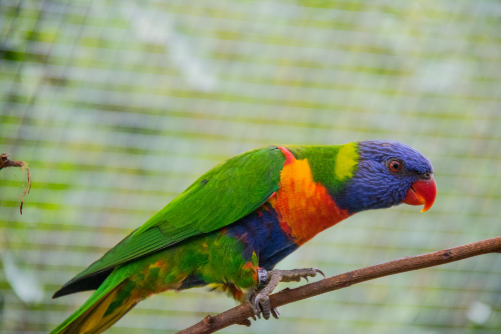 Parrots Denmark Wallpaper : parrot, Denmark, beak, bird, danmark, f gel, exif model ...