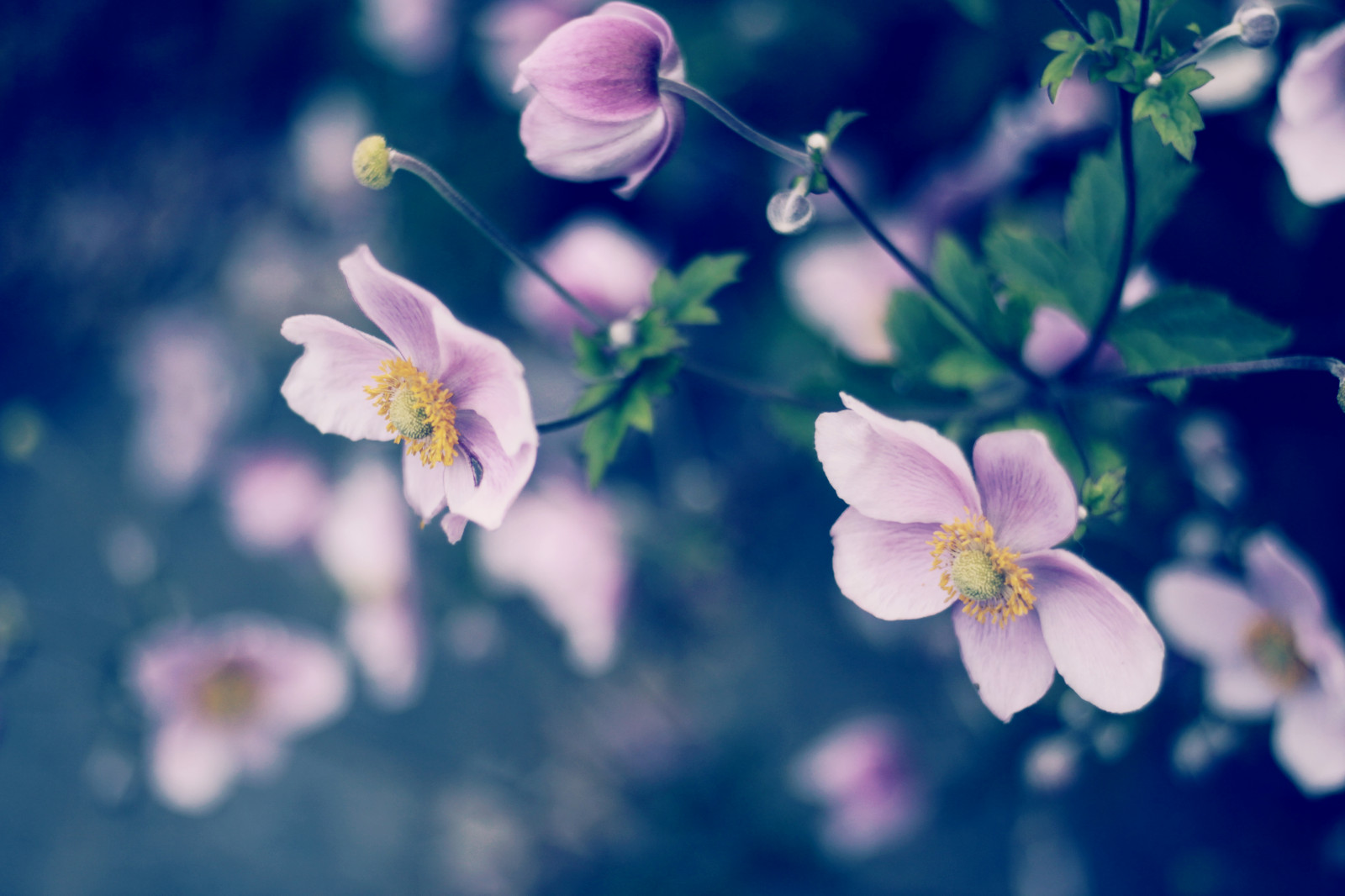 Sonnenlicht, Natur, Fotografie, Ast, blau, Kanon, blühen, Frühling, Leica, 35MM, Blatt, Blume, Pflanze, Flora, Blütenblatt, 50d, Wildblume, Computer-Tapete, Botanik, Landanlage, blühende Pflanze, Nahansicht, Makrofotografie, Summicronr, Anemonehupehensis