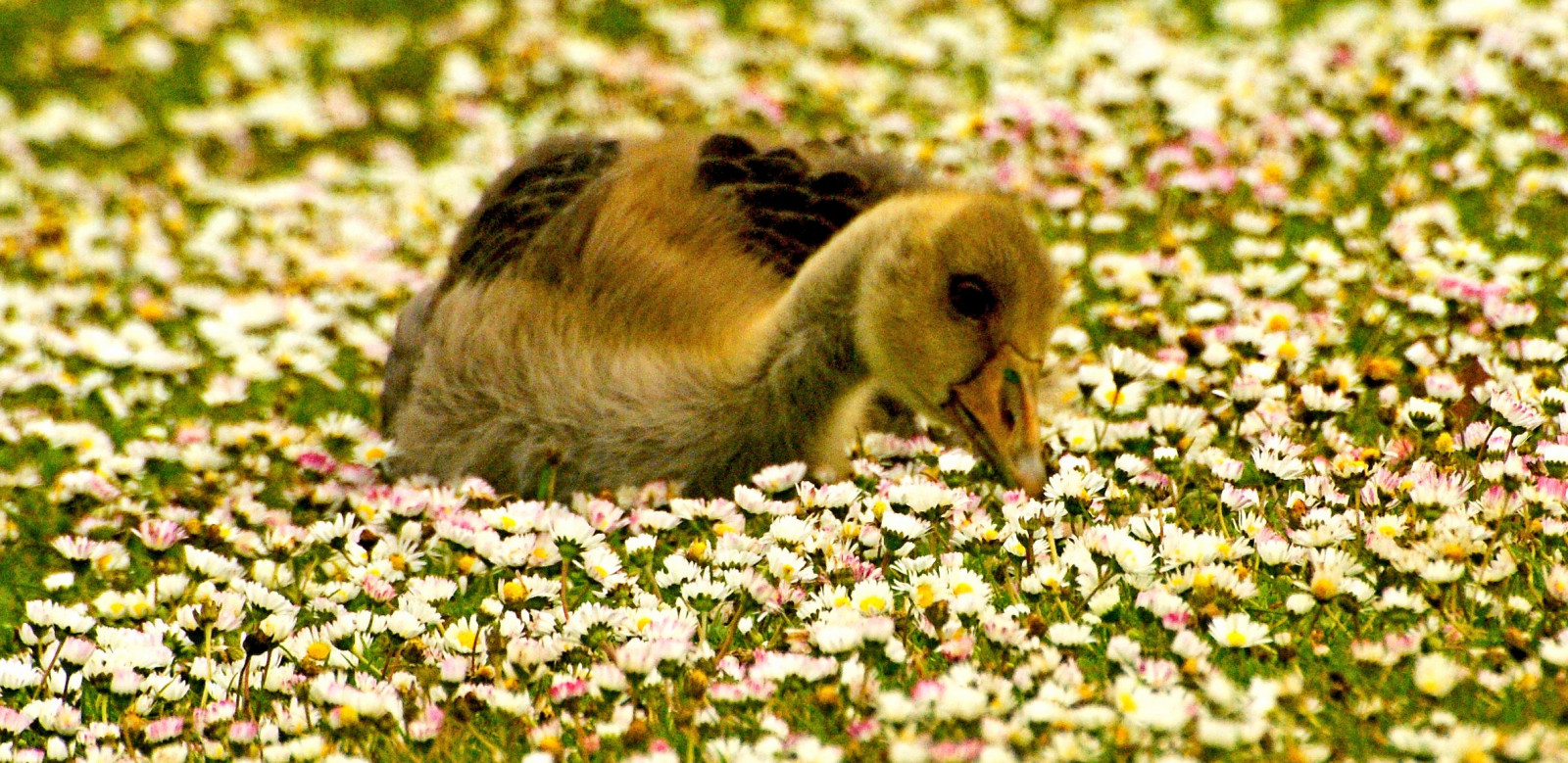 oči, tráva, peří, žlutý, Dorset, Volně žijících živočichů, Sony, kachna, sedmikrásky, husa, husy, jaro, zobák, Sedmikráska, list, roztomilý, rostlina, pták, hospodářská zvířata, house, načechraný, fauna, vodní ptáci, vodní pták, kachen, hus a labutě, Poole, sonya200, Macr, Poolepark, Bournemouthecho, 365 obrázkův roce2013