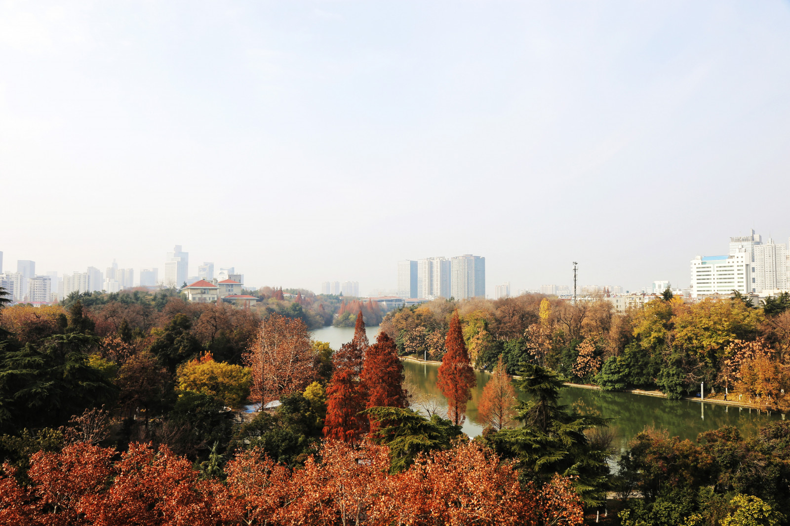 cielo, costruzione, giorno, pianta, grattacielo, natura, Natural landscape, ramo, albero, nube, fenomeno atmosferico, palazzone, deciduo, paesaggio urbano, erba, paesaggio, città, orizzonte, morfologie montane, area metropolitana, metropoli, Torre, area urbana, tetto, insediamento umano, inverno, collina, centro, sobborgo, arbusto, strada, orizzonte, autunno, giardino, foresta temperata, casa, sera, Turismo, fiorire, pianta fiorita, acero