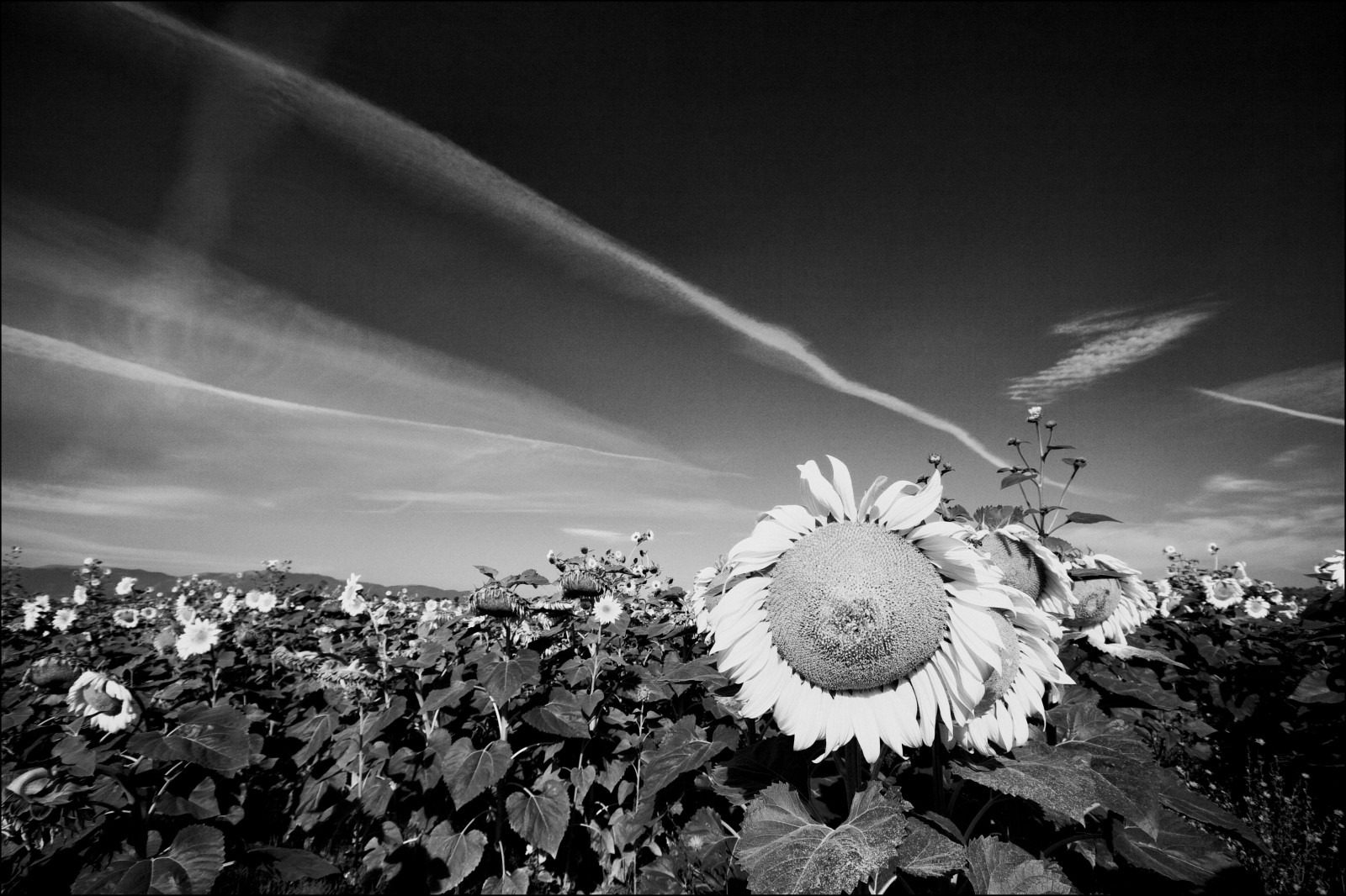 bw, Italia, Italia, girasoli, bianconero, umbria, girasoli, flickraward, Madonnadellastella, silverefexpro, Andaradagio, Nadiadagaro
