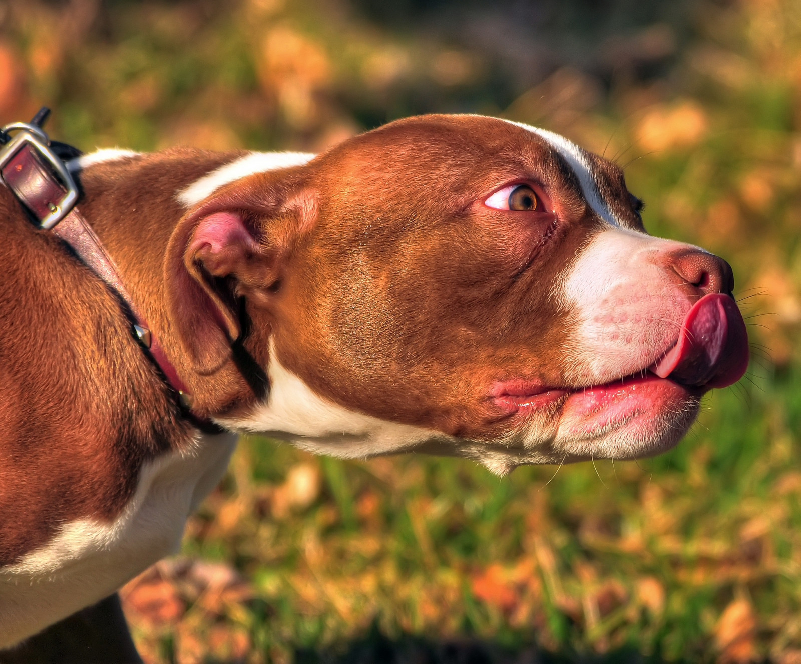 Fondos de pantalla : american bully, animal, cara, lengua, perro