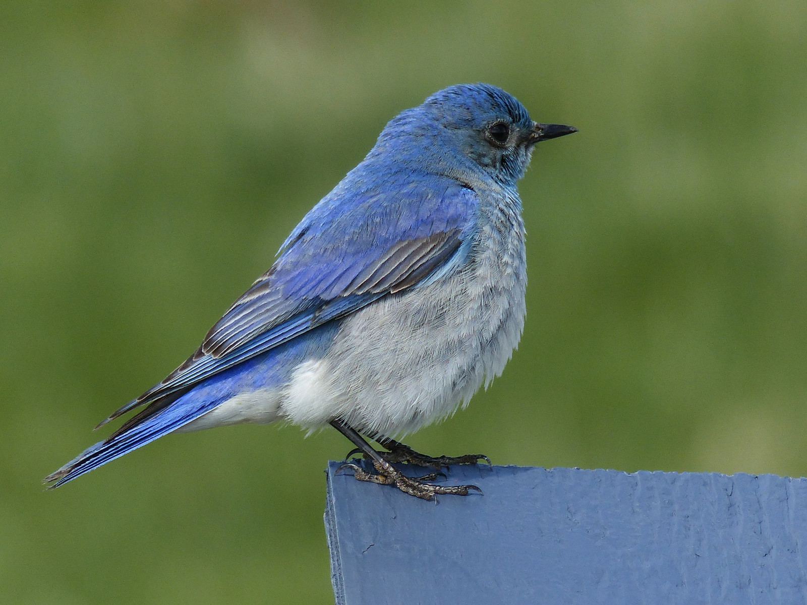 blå, Canada, han-, fugl, natur, Mark, stående, forår, maling, voksen, bokeh, udendørs, Alberta, perched, bluebird, sideview, ornitologi, aviær, redekasse, mountainbluebird, Turdidae, sialia, sialiacurrucoides, annkelliott, alle rettigheder forbeholdes, anneelliott, swofcalgary, fz200, fz2003, anneelliott2016, 24may2016