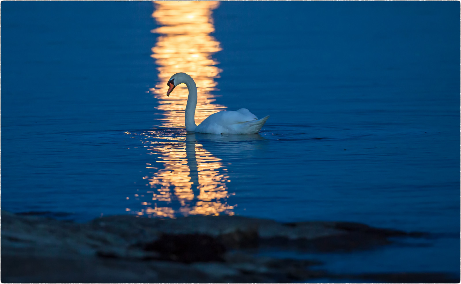 moře, voda, odraz, nebe, modrý, věž, labuť, Švédsko, Soumrak, světlo, mrak, oceán, vlna, úplněk, přírodní rezervace, březen, canoneos5dmarkiii, muteswan, Baltské moře, Moongate, cygnusolor, sandemar, marchmoon, canonef300mmf28lisusmii