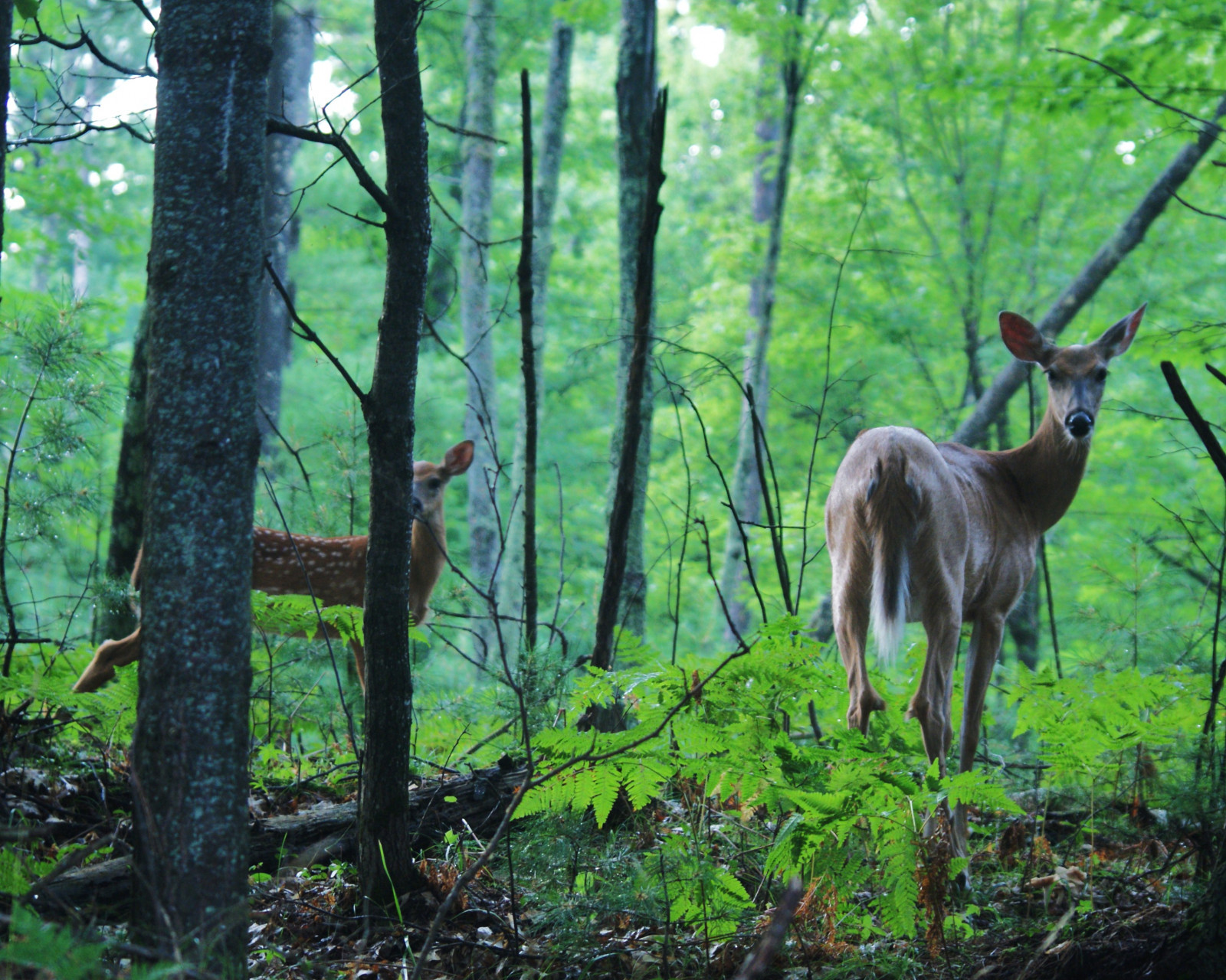 Wallpaper wildlife, woodland, fauna, nature reserve, ecosystem, tree, leaf, old growth forest