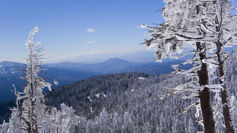 landscape, snow, winter, frost, wilderness, branch landscape, snow, winter, frost, wilderness, branch