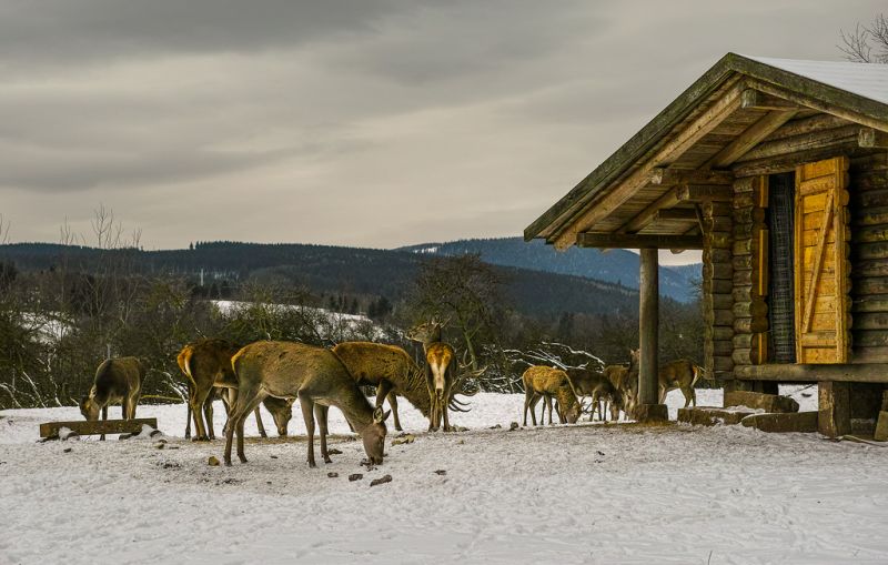 sne,vinter,hirsch,vejr,sæson,tambachdietharz