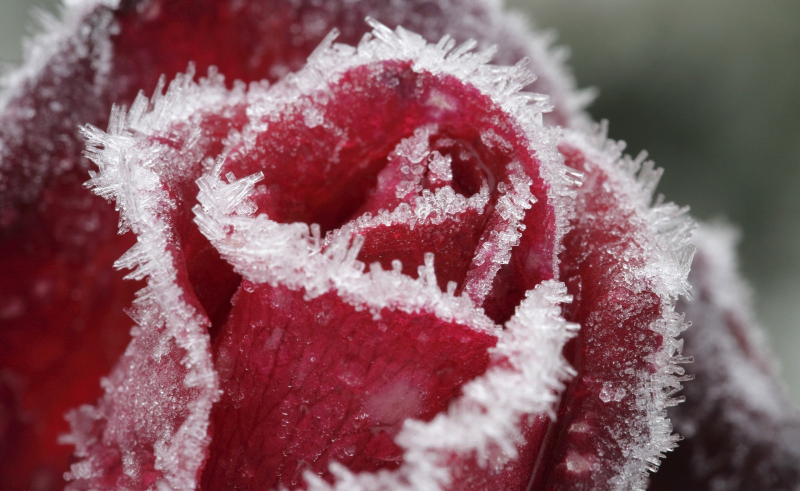 květiny, Červené, sníh, zima, fotografování, mráz, zmrazení, list, květ, rostlina, okvětní lístek, suchozemská rostlina, kvetoucí rostlina, orgán, zblízka, makro fotografie, 2560x1574 px