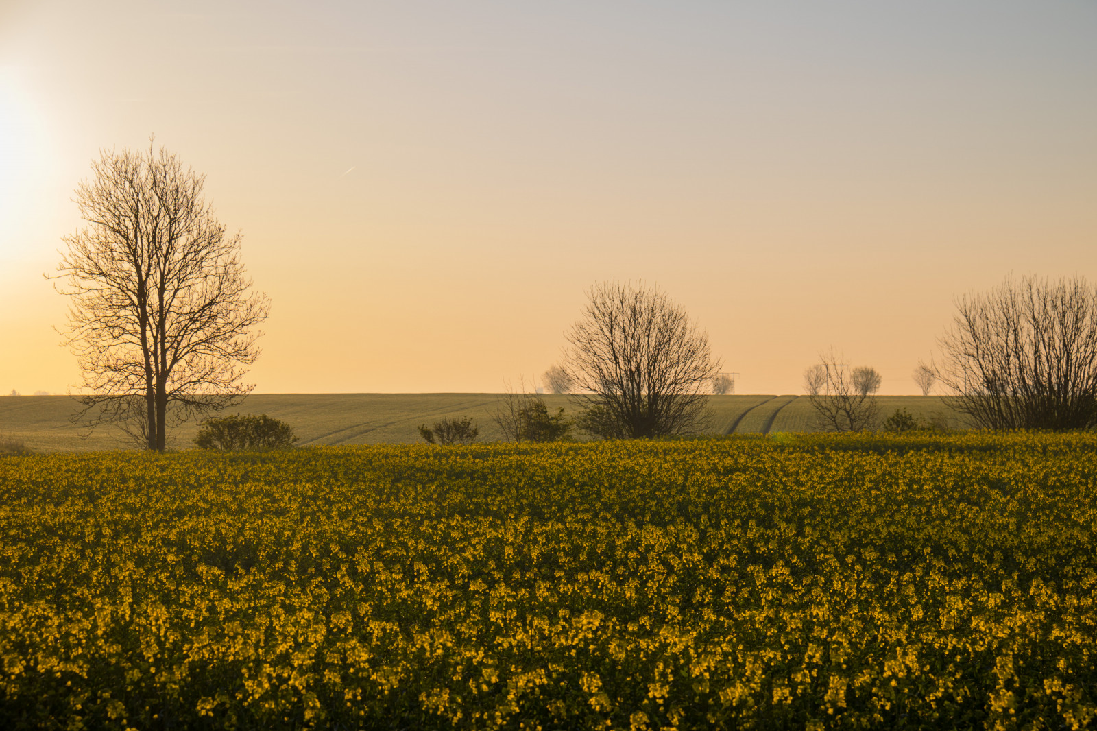 slunečnímu záření, krajina, jídlo, západ slunce, kopec, Příroda, tráva, nebe, pole, svítání, žlutý, večer, ráno, slunce, horizont, soumrak, řepkového, strom, podzim, květ, svítání, rostlina, sezóna, venkov, landsbygd, nárazy, f lt, s dersl tt, landskap, gryning, exif modelu canoneos760d, geocountry, Kamera aby kánon, geocity, Model fotoaparátu canoneos760d, geostate, geolocation, EXIF čočka efs18200mmf3556is, exif aby kánon, EXIF isospeed 100, EXIF otvor 80, exif focallength 60mm, řepka, zemědělství, louka, prostý, prérie, venkov, atmosférický jev, vyrobit, suchozemská rostlina, kvetoucí rostlina, dřevina, tráva rodina, brassica, hořčice závod