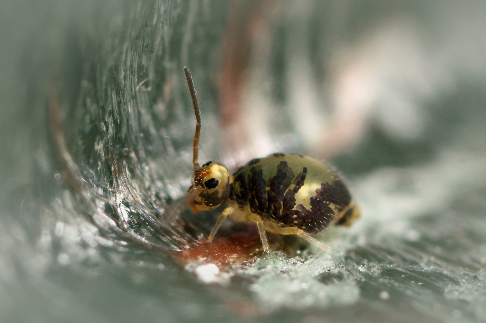 chvostoskoci, Collembola, Skotsko, Ayrshire, Východní Ayrshire, Stewarton, zahrada, makro, detail, Drobný, malý, detailní, highmagnification, mpe65mm, Příroda, Volně žijících živočichů, venku, venkovní, mimo, Blikat, oncameraflash, dospělý, katiannidae, členovců, oči, tykadla, hnědý, žlutý, oranžový
