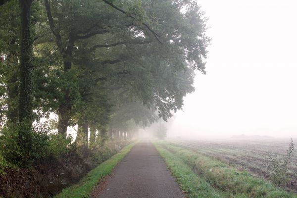 nature,mist,trees,path