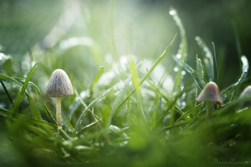 hijau, rumput, tumbuh-tumbuhan, merapatkan, fotografi makro, daun hijau, rumput, tumbuh-tumbuhan, merapatkan, fotografi makro, daun