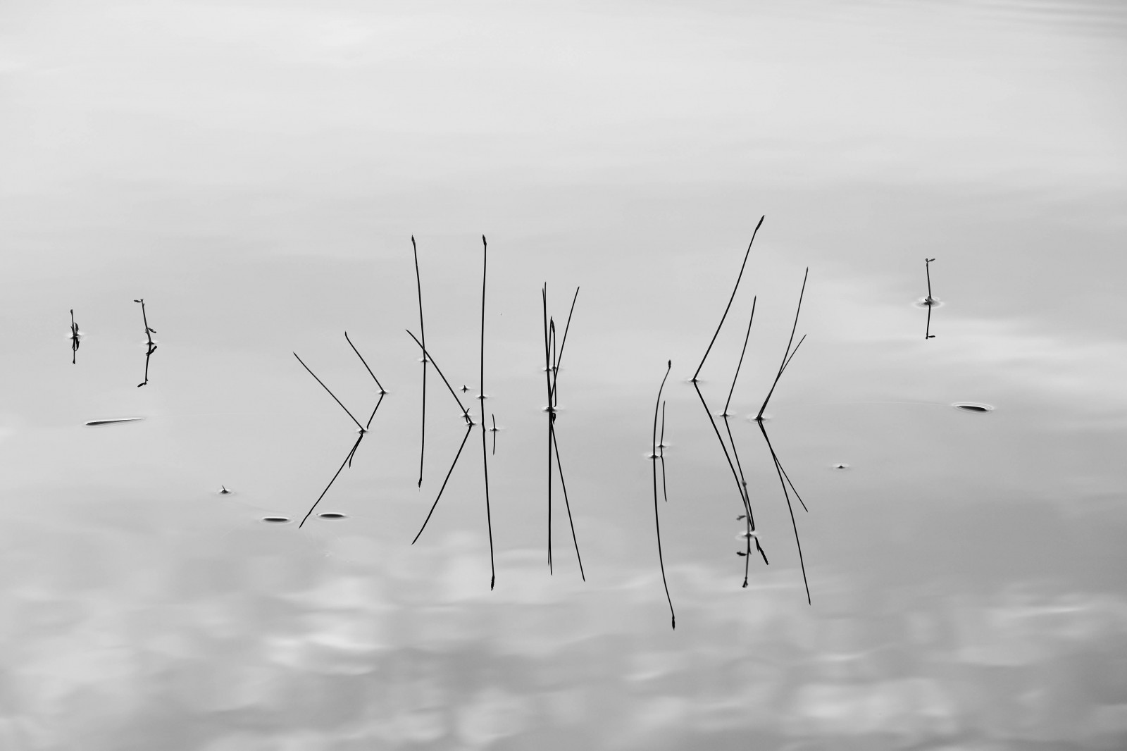 bílý, Černá, černobílý, voda, tráva, nebe, fotografování, Skotsko, větev, uklidnit, horizont, atmosféra, Mono, Černý a bílý, mrak, strom, vlna, čára, minimální, fuji, fujixt1, jezero, Atmosféra Země, Černý a bílý, monochromatické fotografování, migrace ptáků, isleofharris, westernisles, lilyloch, minimalistblackandwhite, minimilast, fujimonochrome