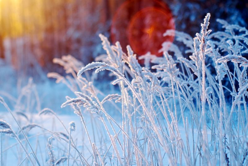 sollys, dybdeskarphed, natur, sne, vinter, græs sollys, dybdeskarphed, natur, sne, vinter, græs