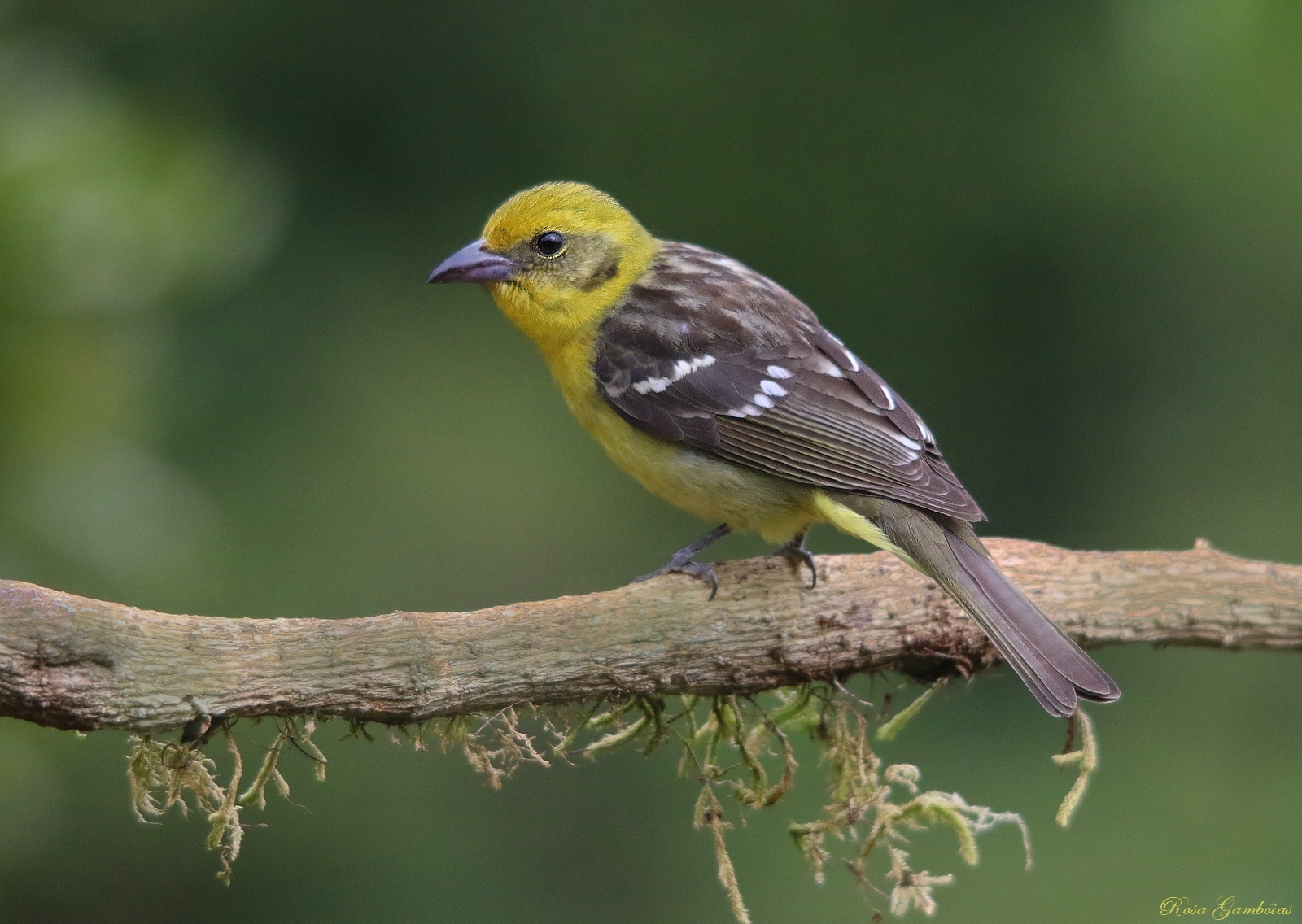sangerardodedota, Miriamsquetzal, Kostarika, avesdacostarica, costaricabirds, birdsofcostarica, Příroda, natureza, naturaleza, natura, rosagamb IAS, Volně žijících živočichů, vidaselvagem, bichos, fauna, animais, divoký, wondersofnature, naturebeauties, Aves, ptactvo, oiseaux, Uccelli, pozorování ptáků, ornitologie, Pajaros, Passaros, vogel, influenza, Passaro, avessilvestres, femea, ženský, femelle, Americansongbirds, Passeriformes, cardinalidae, vrchovina