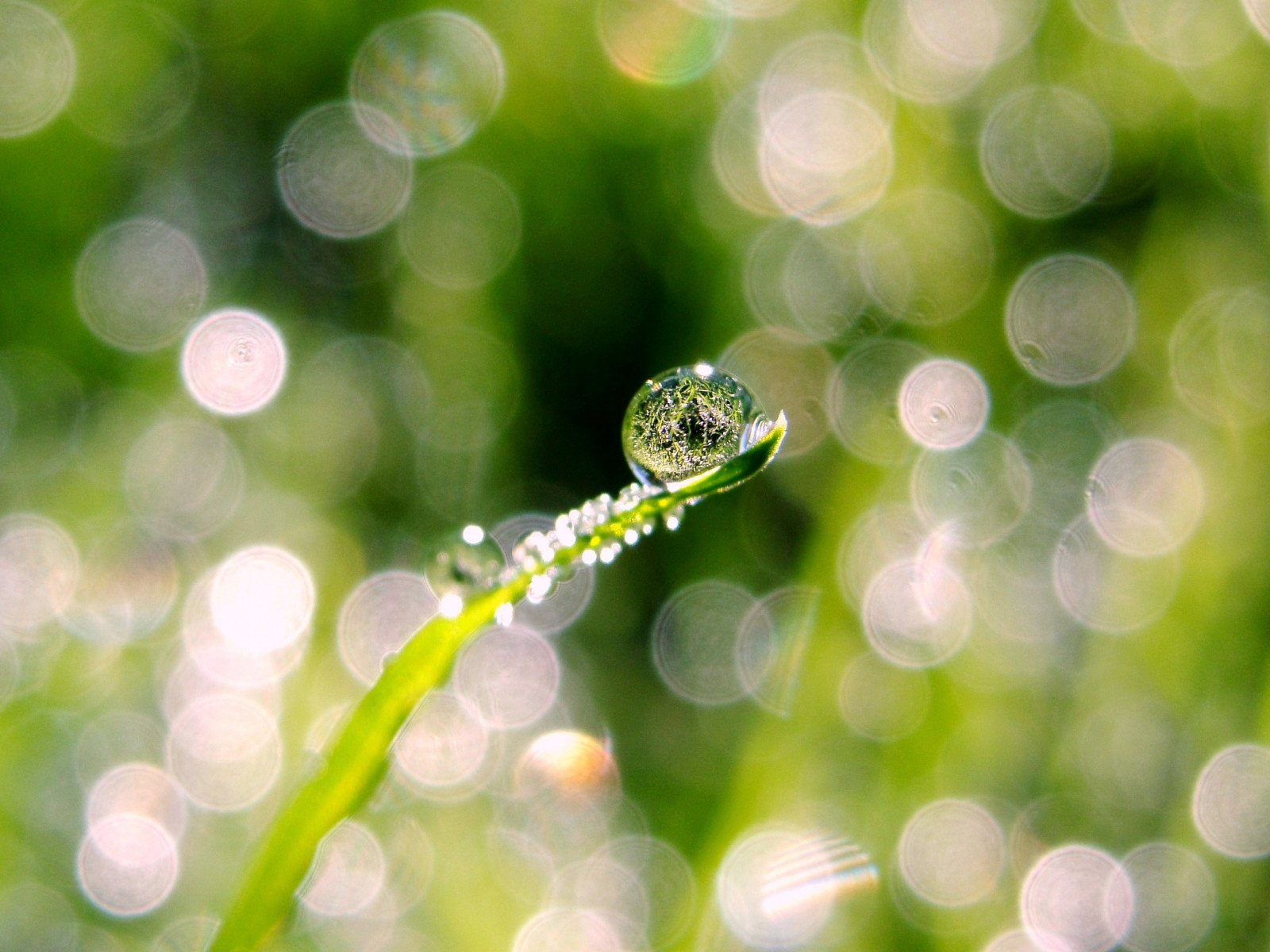 woda, Natura, trawa, fotografia, gałąź, owad, Zielony, Sztokholm, Szwecja, październik, błyszczący, listopad, rosa, 2011, jesień, liść, kwiat, roślina, upuszczać, Elahe, poranna rosa, ścieśniać, Fotografia makro, wilgoć