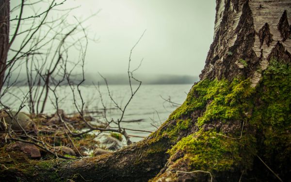 outdoors, tree trunk, photography, moss, river, tree bark