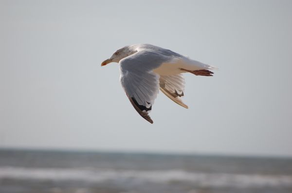 seagull,bird,flying,marine