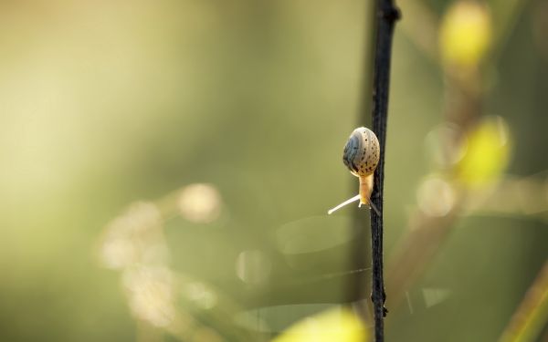 nature, grass, photography, macro, sunlight, closeup