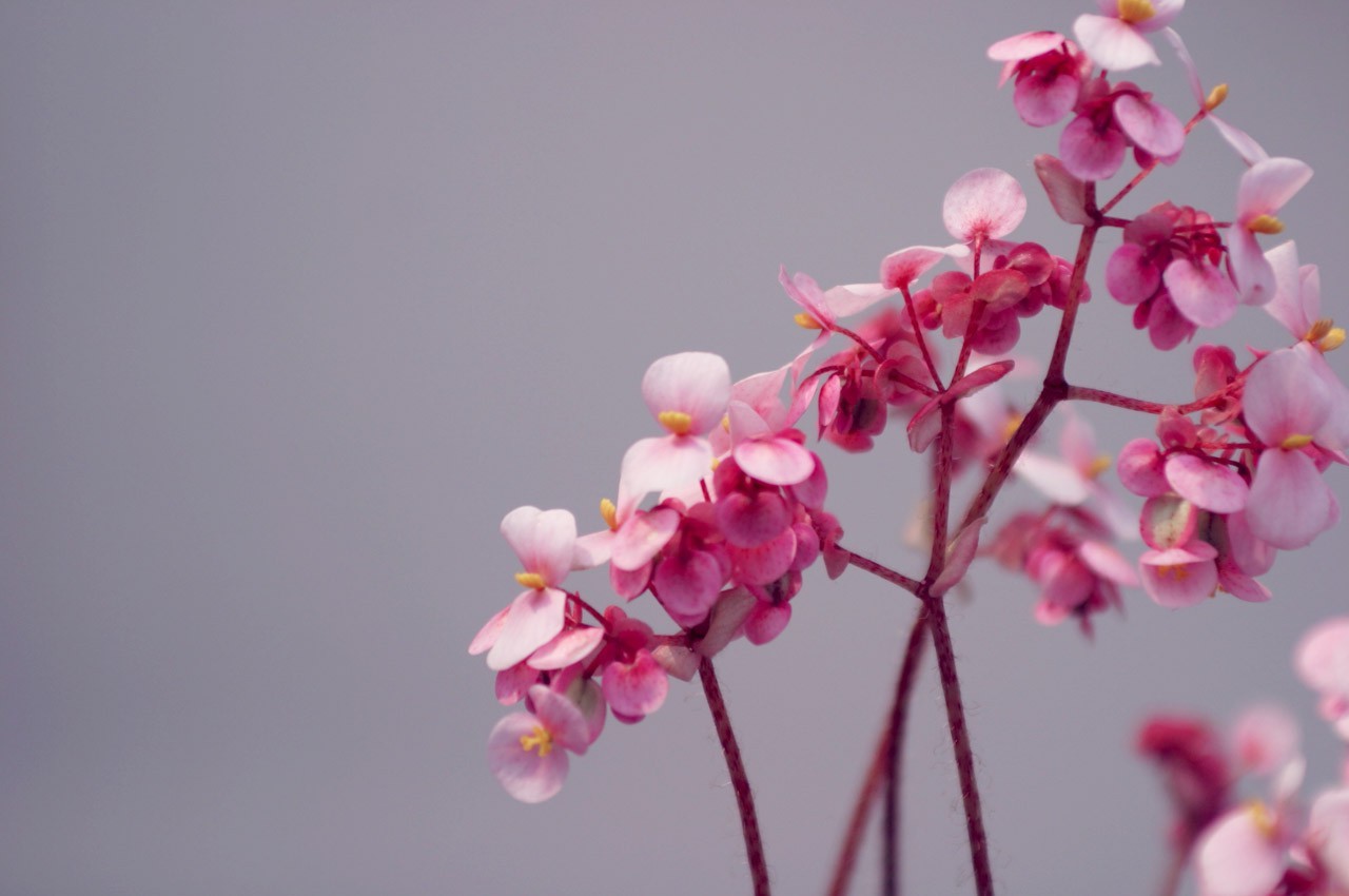 1280x850 px, цветы, Розовые цветы