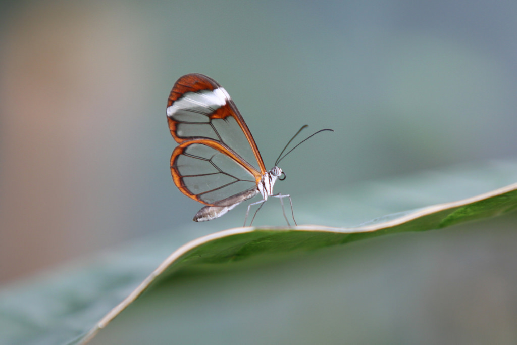 デスクトップ壁紙 自然 バタフライ 昆虫 キヤノン バグ 偉大な写真家 ミゲランドメ 蝶 翼 フリックアラウンド ミゲアランドとメメレム ミゲアンドンブロンズ Mygearandmesilver マイギアアンドメグルド Ngc ベジ オランダ語 1001nights ギャラクシー