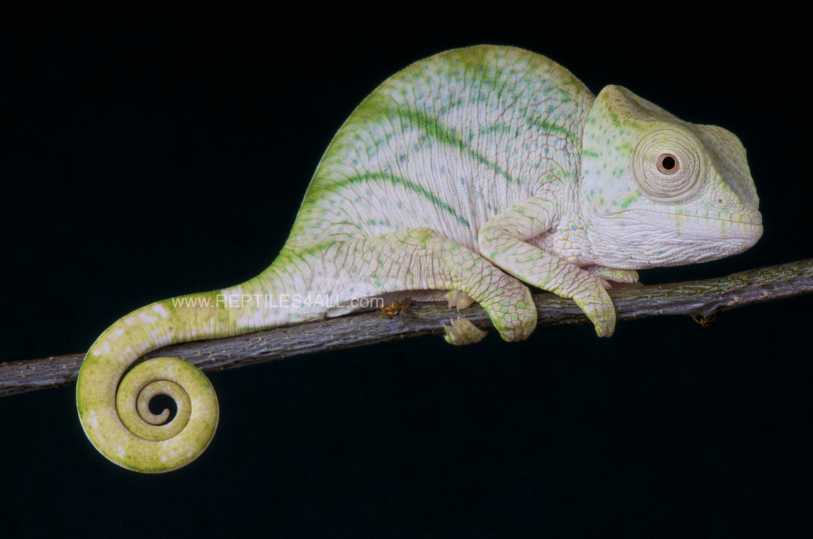 Černá, ocas, modrý, dítě, obří, Madagaskar, izolovaný, ještěrka, plaz, fauna, zmenšen plazů, organismus, chameleón, endemický, matthijskuijpers, africký chameleon, Igvaja, mladík, Záměrné, Malagasy, Parsons, Chamaeleo, Parsonschameleon, Calumma, Calummaparsonii, Mgkuypersreptiles4all, terrestrial animal