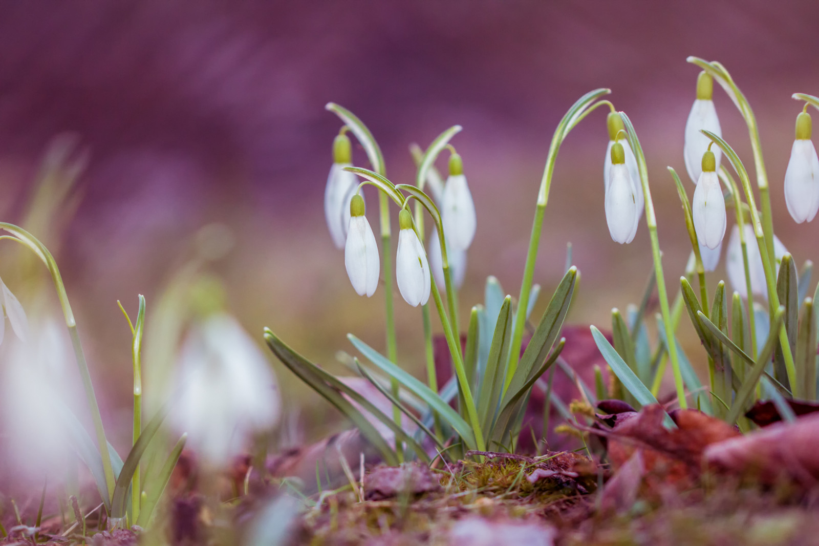 bokeh, มอส, พระอาทิตย์ขึ้น, ดอกไม้, ธรรมชาติ, ดอกไม้, โลกแห่งความฝัน, กลางแจ้ง, เชิงลึก, สวน, ใบไม้, ใกล้ชิด, มีสีสัน, แมโคร, พืช, dof, ฝัน, ดอกไม้, ฤดูใบไม้ผลิ, เบ่งบาน, บาน, บาน, ใบไม้, ฤดูใบไม้ผลิ, รั้ว