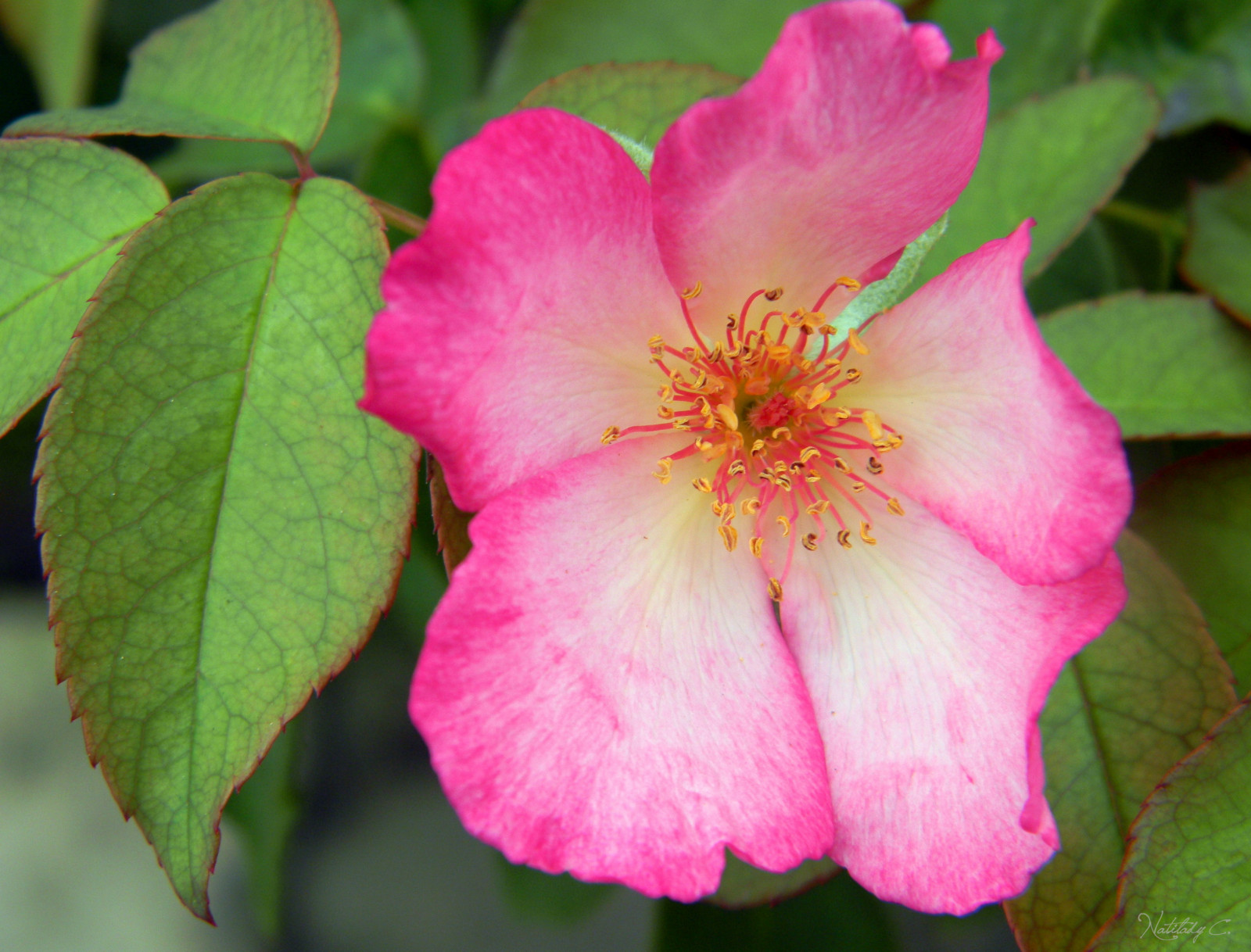 ใบไม้, ธรรมชาติ, สีเขียว, ดอกกุหลาบ, Nikon, สีชมพู, บราซิล, folhas, Brasil, ดอกไม้, ปลูก, ความงาม, ธรรมชาติ, พืช, Naturaleza, สี, กลีบดอก, rosa, natureza, แกน, Beleza, เวิร์ด, ดอกไม้ป่า, flor, พืชดอก, ใกล้ชิด, ไม้พุ่ม, โรงงานประจำปี, ต้นกำเนิด, กุหลาบสวน, กุหลาบครอบครัว, สั่งกุหลาบ, floribunda, rosa centifolia, rosa gallica, rosa rubiginosa, rosa wichuraiana, หนามเพิ่มขึ้น, rosa canina, Camellia sasanqua, จีนเพิ่มขึ้น, rosa arkansana, rosa dumalis, rosa palustris, carolina rose