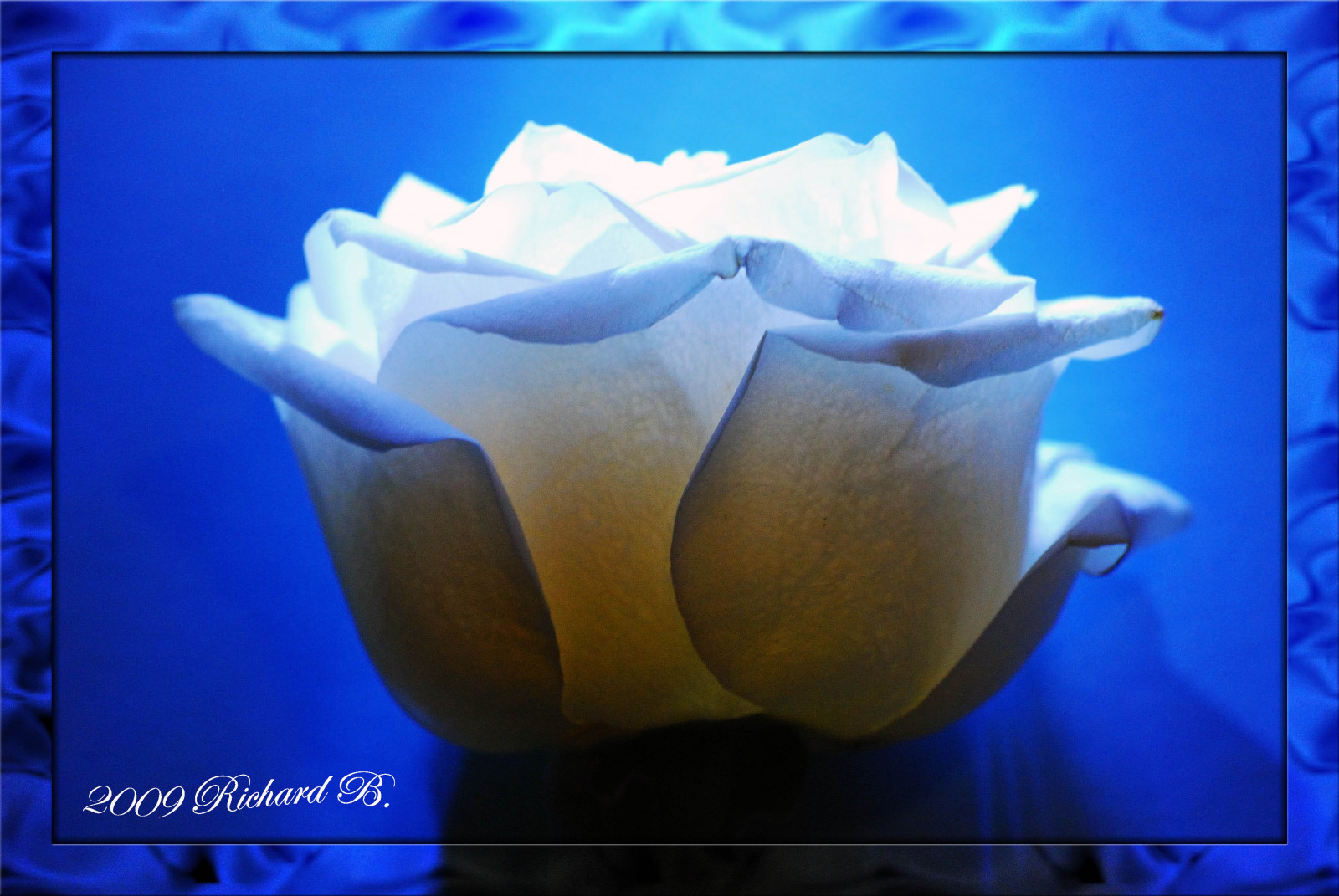 makro, modrý, růže, Nikon, modrá růže, Blu, květ, rostlina, okvětní lístek, rosa, květ, 1001nights, platinumheartaward, Soe, theunforgettablepictures, awesomeblossoms, flickrdiamond, D80, goldstaraward, rubyphotographer, oraclex, mandalalight, sensationalphoto, flowerquest, masterphotos, mindigtopponalwaysontop, novavitanewlife, imagepoetry, počítač tapeta, kvetoucí rostlina, mořská biologie, zátiší fotografování, zahradní růže, růže rodina, růže objednávka, artofatmosphere, flowersarefabulous