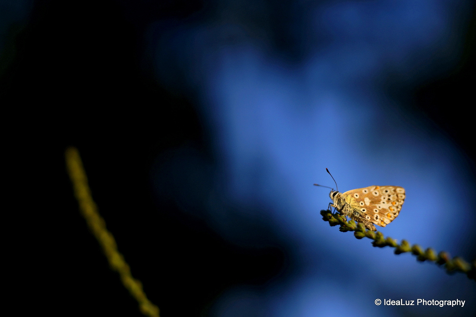Wald, Natur, Himmel, Rauch, Makro, Sonnenaufgang, Schmetterling, Insekt, blau, Morgen, Sony, Fehler, Licht, Tier, Blatt, Dämmerung, Pflanze, wild, Dunkelheit, Nex, Ciel, Bleu, Papillon, Matin, Leben, Sigma, 60mm, Pest, Computer-Tapete, Atmosphäre der Erde, Nahansicht, Makrofotografie, wirbellos, Gliederfüßer, Organismus, Proxy, Membran geflügeltes Insekt, Bestäuber, Motten und Schmetterlinge, Proxi, Nex5t, stock photography