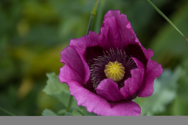 flower,poppy,blomma,malmo,purple,lila