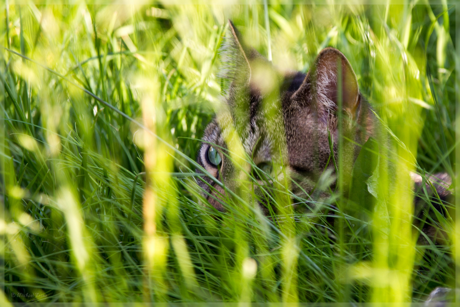 kočka, tráva, tygr, Volně žijících živočichů, kníry, pustošit, roztomilý, lučina, rostlina, zajíc, louka, fauna, savec, prérie, čenich, tráva rodina, zboží, krmivo