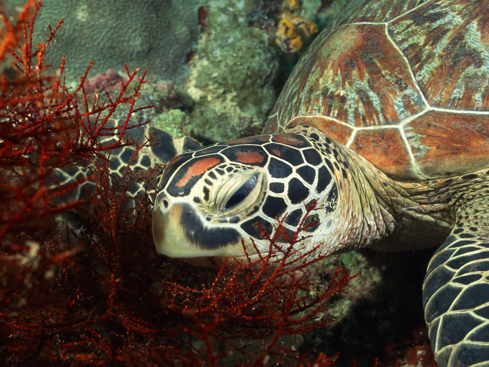 สัตว์, สัตว์ป่า, เต่า, ชีววิทยา, สัตว์เลื้อยคลาน, สัตว์ป่า, สัตว์มีกระดูกสันหลัง, ชีววิทยาทางทะเล, สิ่งมีชีวิต