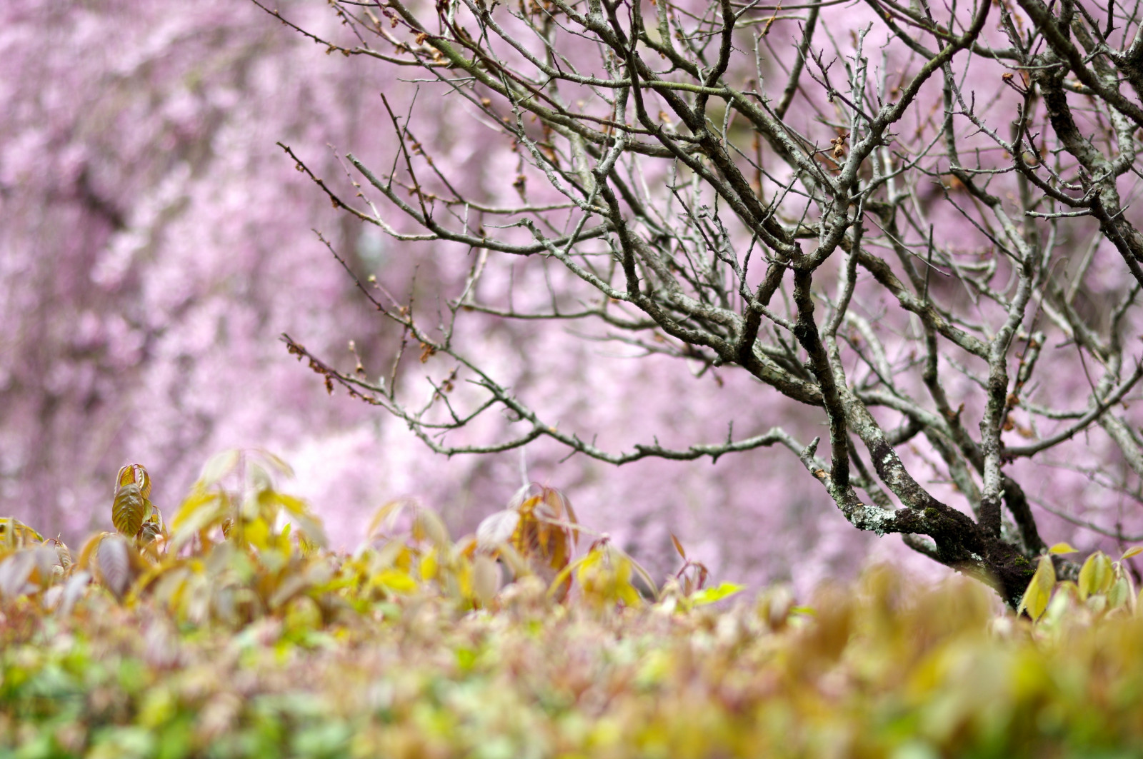 květ, květ, rostlina, větev, jaro, flóra, strom, Třešňový květ, větvička, okvětní lístek, závod stonek, keř